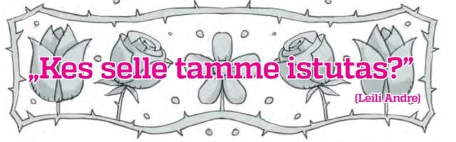 Kes selle tamme istutas: sõbralikud seedermännid