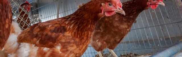 Kerli Ats: Pilt on puudu neil, kes arvavad, et näevad kogu pilti