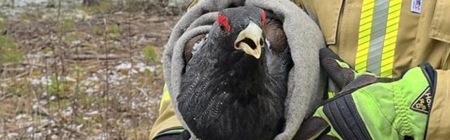 FOTO | Harjumaa taluhoovis ründas elanikke hullunud metsis