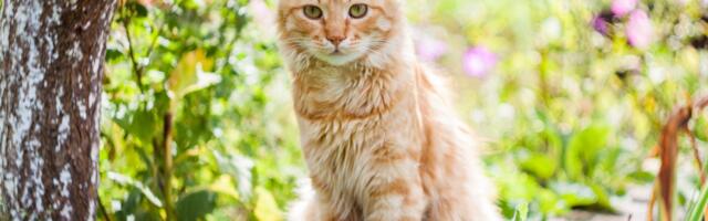 Naabritevaheline tüli: „Tema kass käib iga päev minu aias sirtsutamas! No kaamera ei valeta ometi ju!”