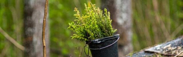 Tänavu istutab RMK kokku 19 miljonit istikut