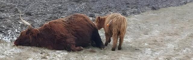 Vasikaga foto oli lavastus? Nälginud veiste lugu kogub tuure, PTA soovib loomi endiselt hukata