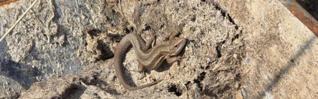 AHTO ILMAJUTUD | Läheb jahedamaks ja võib sadada lund