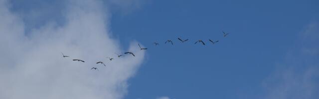 Eesti Ornitoloogiaühing palub teada anda saabuvatest rändlindudest