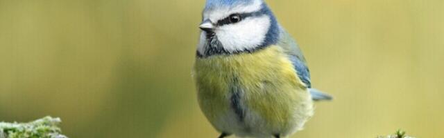 Linnatihased toovad suitsukonisid pessa, et tõrjuda parasiite