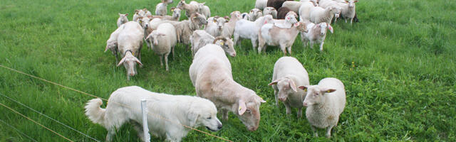 Uuring: Eestis on tõusnud lammaste siseparasiitide ravimresistentsus