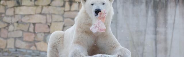 Loomaaed: jääkarude lemmikmaius on jäätis puuvilja ja verega