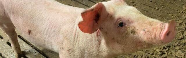 Katseklaasis kasvatatud söögitoru taastas sigadel neelamisvõime