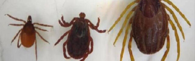 Venemaal hoiatatakse mutant-puukide eest