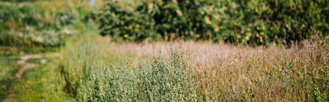 Mitmekesine linnarohelus treenib immuunsüsteemi