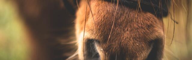 Eesti hobused pääsevad nelja riigi hobuüritustele ilma tervisesertifikaadita