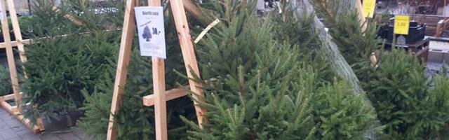 Keskmise jõulukuuse hind Viimsi müügikohtades püsib 30 – 40 euro vahel