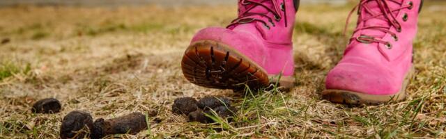 „Koerakaka tänaval pole ainult vastik, vaid ka terviserisk!“ Tiina Toomet räägib lahti koerakakas varitsevad ohud