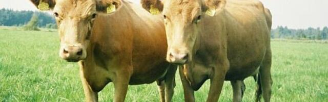 Pärnumaa farmis tuvastati veiste RSV nakkus