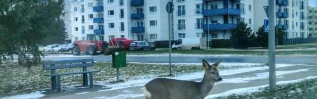 Viimsi maa hind mõõdukas tõusutrendis