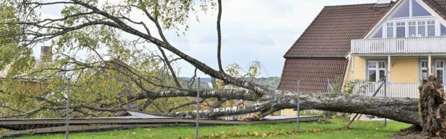 LUGEJA KÜSIB | Kes vastutab, kui minu krundi põlismännid ohustavad naabri maja?