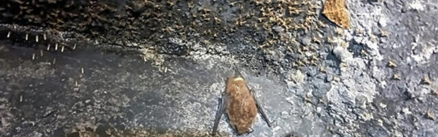 TALLINN ON NAHKHIIRTE PEALINN KÕIGILE TOSINALE SIIN ELAVALE LIIGILE