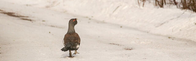 Ministeerium arvas kaitse alt välja 6,9 hektarit range kaitse all olnud eramaad ning 48,48 hektarit piiranguvööndisse kuulunud eramaad