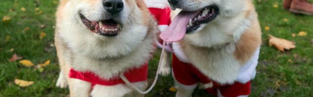 Miks me koeri nii väga armastame? Teadus teab vastust