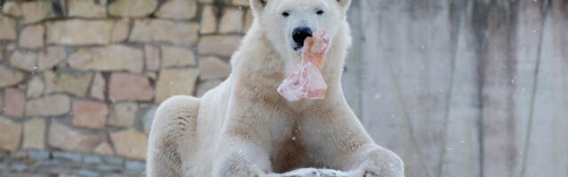 TALLINNA LOOMAAIA TEEMAKUU „LUMIVALGE LOOMARIIK”