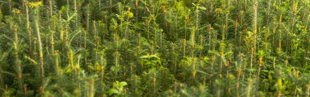 Soodne ilm andis tänavusele metsaistutushooajale varasema stardi