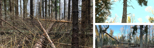 VASTUKAJA: Kaarel Zilmer kirjutab jätkuks Andres Jaanuse loole