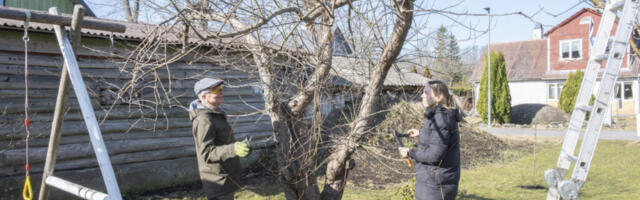 ÕNNEPALUGA ÕUNAPUUDES | Õunapuu andestab vale lõikuse