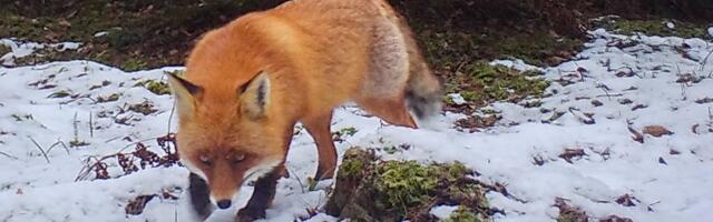 Lindude gripp levib laialdaselt, seda on leitud isegi rebastelt ja hüljestelt