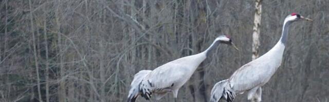 Esimesed rändlinnud on kohale jõudnud