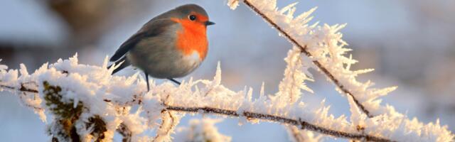 Päevahoroskoop : teisipäev, 3. veebruar