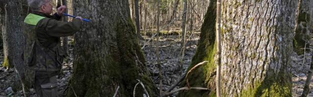 Euroopa kõrgeim haab kasvab Pärnumaal