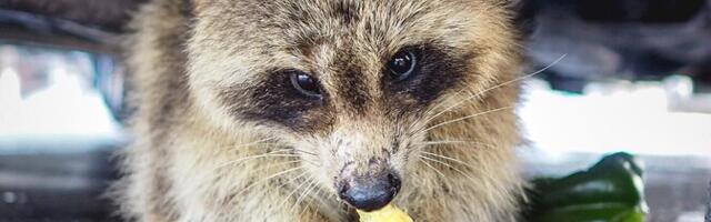 Tiit Maran: viie aasta pärast võime Eesti looduses esimesi pesukarusid näha