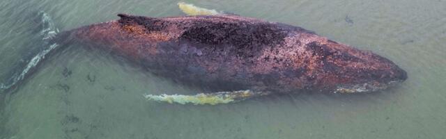 FOTOD | Elu ja surma piiril! Läänemerre lõksu jäänud küürvaal on vaevu elus, käib viimane päästekatse