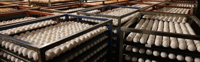 Soomes valitseb munade defitsiit_ kas Eesti kauplused suudavad lihavõttepühade eel nõudlust täita?