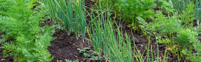 Millised köögiviljad sobivad kokku? Peenranaabrite ja külvikorra kuldreeglid