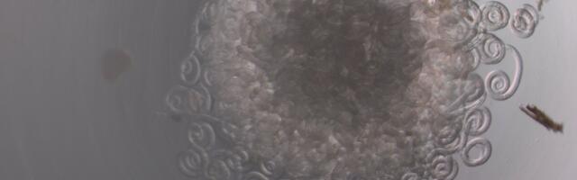 Regionaal- ja Põllumajandusministeerium jätkab metssigade keeritsussiuuringute rahastamist